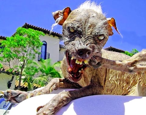 Hasta hace seis años el pobre Sam estaba en un asilo para perros vagos. Ni siquiera ahí lo apreciaban.