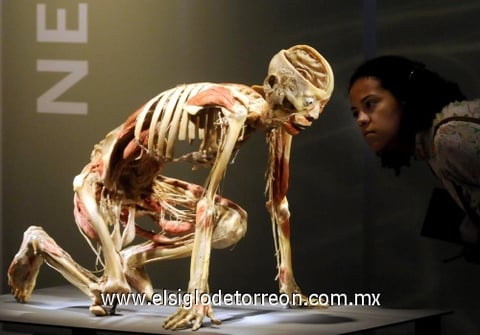 'Bodies, arte más fascinación'