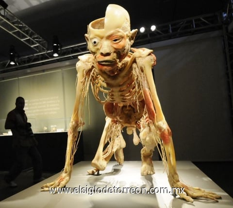 'Bodies, arte más fascinación'