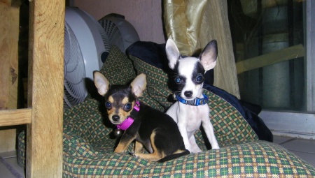 Chilindrina (negra) toy (blanco) los bebes de la casa. Fotografía enviada por Verónica de la Torre Rosales.