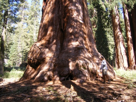 Sequías, Arboles gigantes en la Sierra de California. Fotografía enviada por Mario A. Santos.