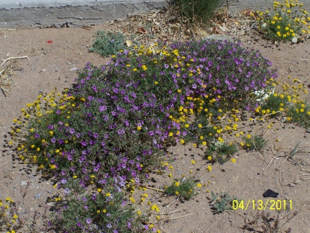 Jardín disenado por mano divina. Fotografía enviada por Arq. Antonio Morales.