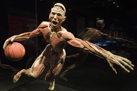 El plato fuerte de la exposición es la comparación de cuerpos humanos sanos con respecto a aquellos que han sufrido las consecuencias de las drogas o una mala alimentación.