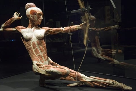 El principal promotor y desarrollador de el proyecto es el anatomista alemán Gunther von Hagens.
