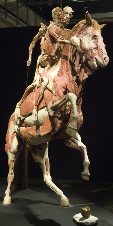 La asombrosa exposición itinerante de Body Worlds llegó a Suiza para presentar 'la historia del corazón'.