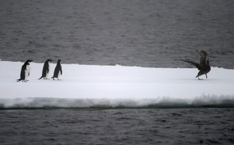Foto tomada desde el buque que se dirige a la bahía Commonwealth donde la División Antártica Australiana conmemorará el centenario de la primera exploración australiana al continente blanco liderada por Douglas Mawson.