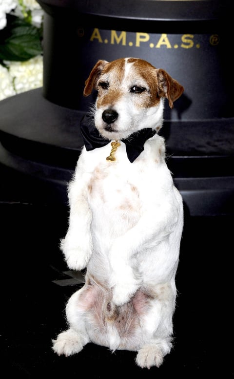 Uggie, el perro de la cinta 'The Artist' posó ante los fotógrafos en la sala de prensa.