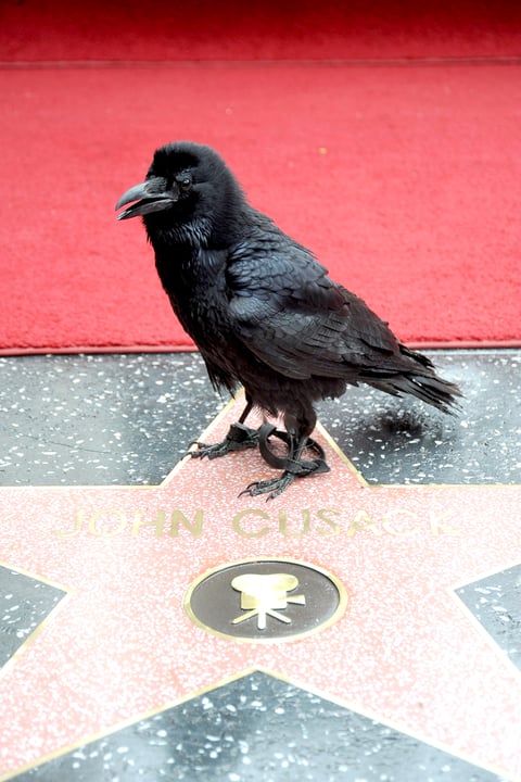 Un cuervo apareció en la ceremonia en relación al nuevo filme de Joan Cusack, donde encarna a Edgar Allan Poe.