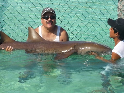 En Cancun, con un gran tiburón.