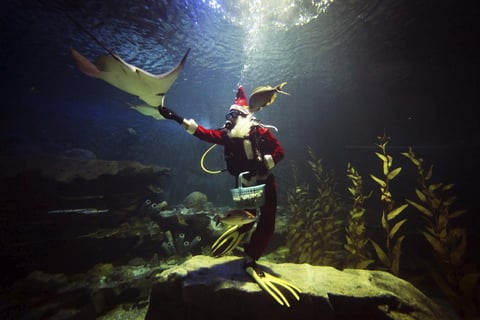 Un cuidador disfrazado de Papá Noel ofreció un almuerzo especial de Navidad a los animales marinos del zoológico de Chinag Mai, Tailandia.