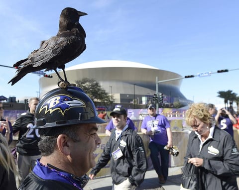 Algunos aficionados de los Ravens vestían coloridos atuendos que daban prueba de su apoyo al equipo.
