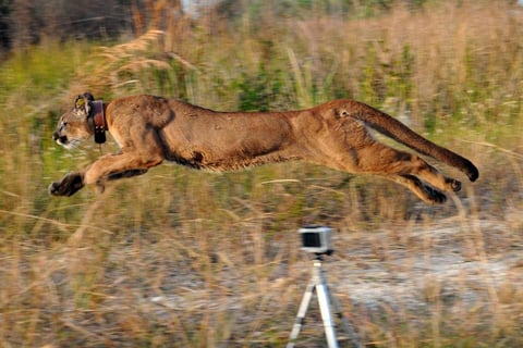 Fotografía de una hembra puma que fue puesta en libertad en una zona salvaje al oeste de Miami (EEUU). La felino, rescatada cuando murió su madre siendo aún un cachorra, hace parte de una especie protegida.