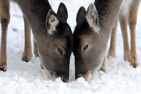 Dos cervatillos buscan comida entre la nieve en el parque de la naturaleza "Grafenberger Wald" en Düsseldorf, Alemania.