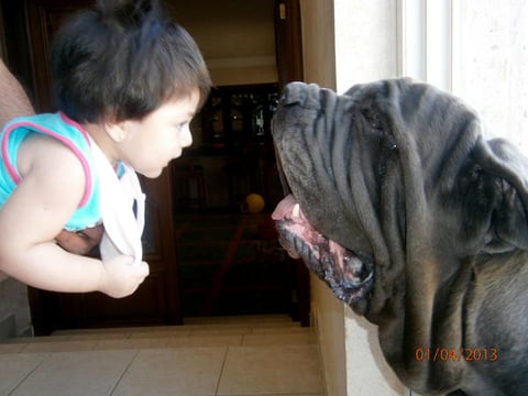 VANNIA  Regina Cortez Pachicano y su mascota "Toro".
