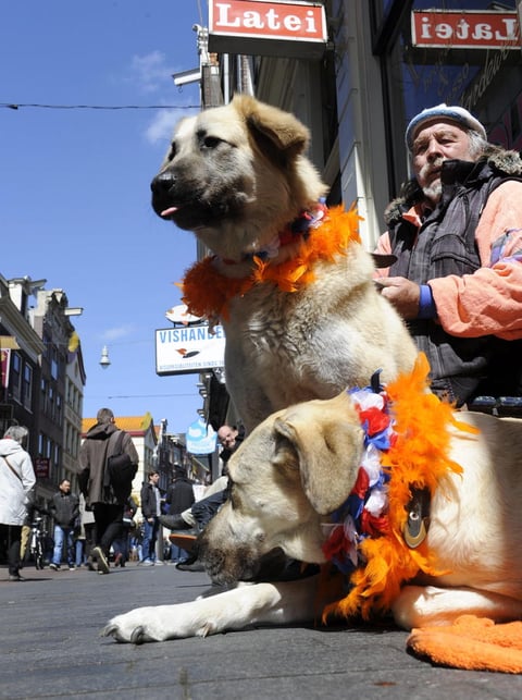 Las calles de Holanda se tiñeron de naranja en celebración por su nuevo rey.