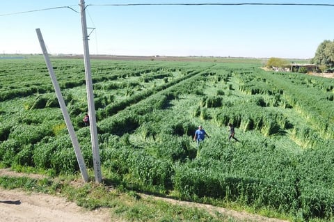 Gran expectación ha generado entre los habitantes de comunidades cercanas a la Comarca Lagunera, la aparición de grandes figuras en un sembradío de avena en el ejido Hormiguero de Matamoros, Coahuila.