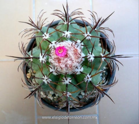 14052014 Melocactus matanzanus. Requiere lugares cálidos y muy luminosos.
