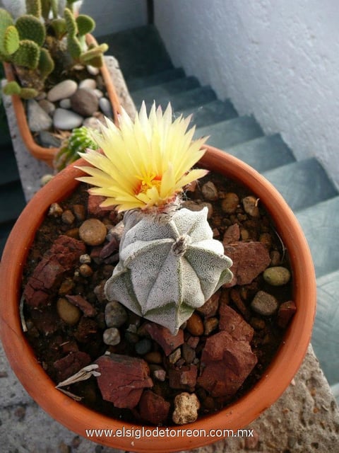 14052014 Astrophytum Coahuilense o Bonete de Obispo.