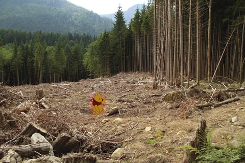 Winnie the Pooh sufrió las consecuencias de la deforestación.