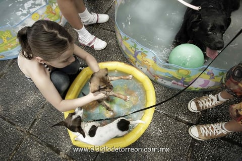 21102014 En el mercado, existen múltiples opciones para consentir a las mascotas.