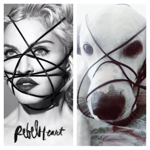 Algunas mascotas han sido víctimas de los fans de Madonna.