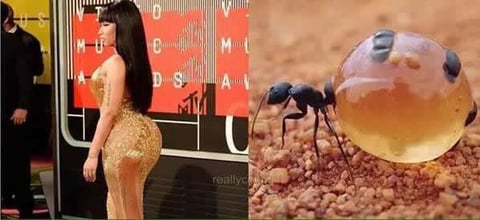 La retaguardia de Nicki Minaj inspiró a los usuarios para crear memes.