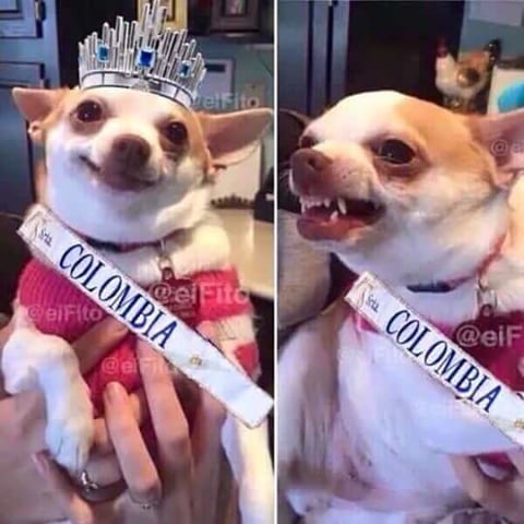 Aseguran que así se sintió Miss Colombia tras el error.