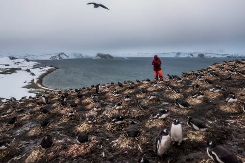 Esta foto ganó el primer premio en la categoría Vida cotidiana de la 59 edición del World Press Photo, tomada por el fotógrafo Daniel Berehulak para el New York Times. La fotografía muestra a un miembro del equipo científico de la Universidad Friedrich Schiller de Jena contando pingüinos en el marco de una investigación sobre especies de pájaros y pingüinos en la isla Rey Jorge, Antártica.