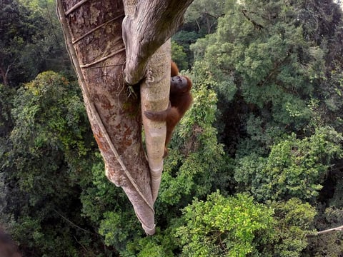 Esta foto de Tim Laman ha sido galardonada con el primer premio Historias, en la categoría de Naturaleza.