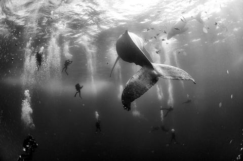El mexicano Anuar Patjane se llevó el segundo lugar con la foto titulada “Ballenas que susurran”, en blanco y negro, fue tomada el 28 de enero de 2015 y muestra a una ballena jorobada y su cría recién nacida mientras varios buzos nadan alrededor de Roca Partida en las Islas Revillagigedo, en México.