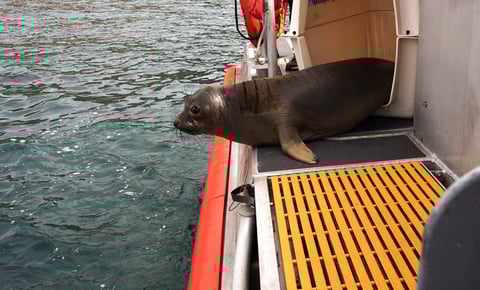 Una de las dos crías de foca elefante de 6 meses de edad, es liberada en la cubierta de un barco de la Guardia Costera en Smugglers Cove en la Isla Santa Cruz frente a la costa del sur de California.
