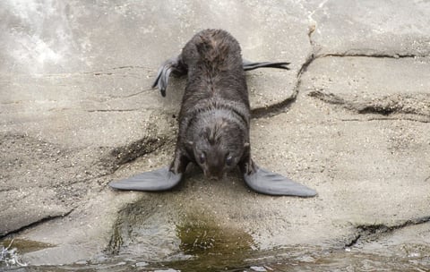 La cría de oso marino Myrte cerca del agua en el zoo, en Hanover, Alemania. Myrte nació el pasado 24 de junio y es una especie de foca del norte.