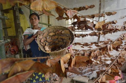 KAMRUP DEL SUR (INDIA).- Una mujer de la tribu Bobo sostiene una cesta con gusanos de seda nocturnos (Antheraea assamensis) en una granja de Boko, Kamrup del Sur, India. La fabricación de los gusanos de seda se es el negocio más lucrativo en el estado de Assam. Los gusanos de seda nocturnos viven 50 días en verano y máximo 150 días durante la estación del invierno. EFE