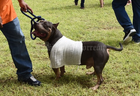 Los animales se congregaron en el estadio de beisbol de la sección 74 de Peñoles.