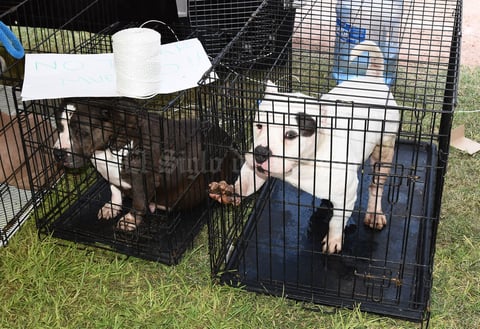 Los asistentes pudieron admirar también la pureza de los perros.