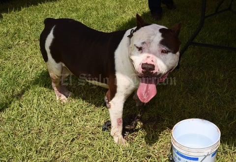 Desde poco antes del mediodía comenzaron a llegar los más de 150 ejemplares de las razas American Bully, American Pitbull, Bulldog Inglés y Bulldog Francés.