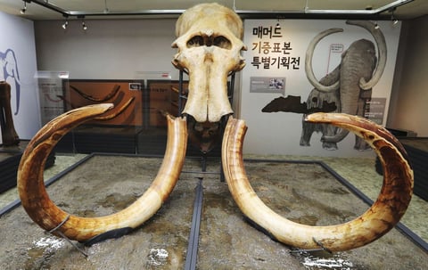 SEÚL (COREA DEL SUR).- El cráneo y cuernos de un mamut son expuestos en el Natural Monument Center en Daejeon al sur de Seúl en Corea del Sur. El director del Museo de Paleontología de la prefectura japonesa de Nagano, Park Hee-won, donó el ejemplar a su país de origen en noviembre del año pasado. Park Hee-won localizó el mamut en Siberia en una excavación que él mismo financió. EFE
