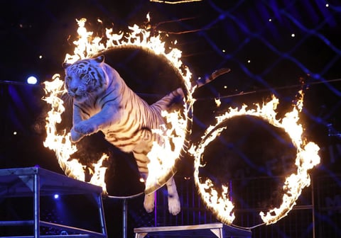 Tigre cruzando aros de fuego.