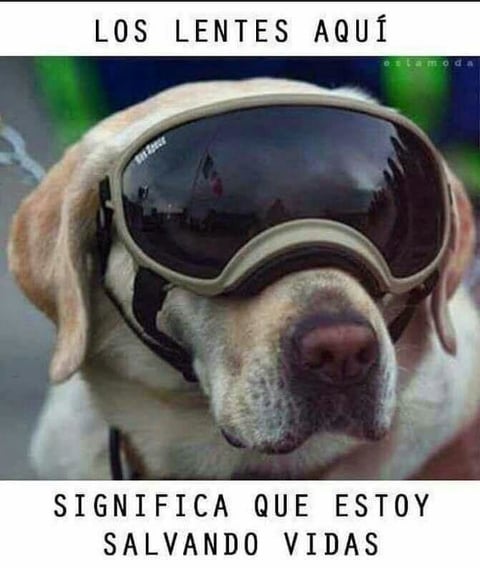 Finalmente, 'Frida' ha sido la representación en animal, de la tarea de rescatistas y voluntarios que dan su vida por salvar vidas, de enfrentar las ruinas con coraje y cumpliendo cada uno con su parte, por muy pequeña o grande que sea.