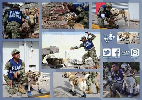 A lo largo de sus cinco años como binomio canino, Frida también ha sido enviada al extranjero a ayudar a otros que lo necesitan y ha participado en operaciones de rescate en zonas de desastre en países como Ecuador, Honduras y Haití.