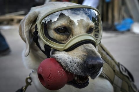 Frida es una perrita de raza labrador que pertenece a la Unidad Canina de la Secretaría de Marina de México.