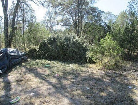 En dicho se procedió a destruir el campamento, secadores de droga, algunos utensilios y el enervante por medio de la incineración.