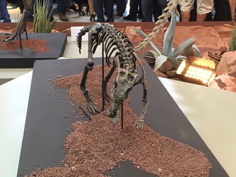 En la exposición se pueden apreciar fósiles.