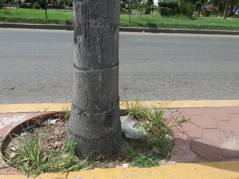 Camellón del bulevar Dolores del Río. Prácticamente todas las palmeras que está ahí tienen basura, urge acudir a limpiarlas. (EL SIGLO DE DURANGO)