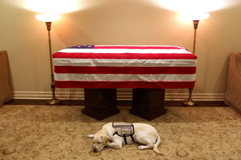 La imagen de este labrador de nombre Sully, echado junto al féretro de su dueño, el expresidente de Estados Unidos George HW Bush, es una escena conmovedora que se ha vuelto viral.