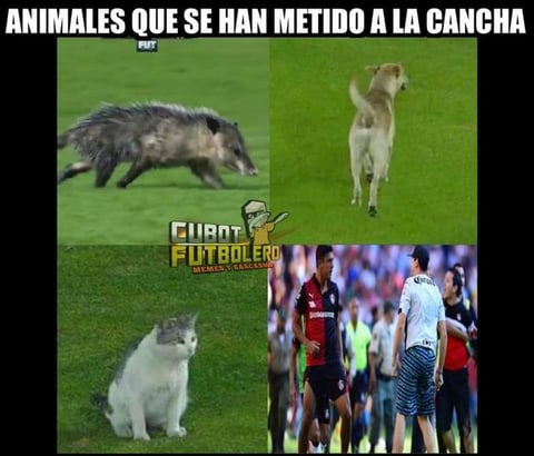 El 'Jarochito' desata los memes de la jornada 4