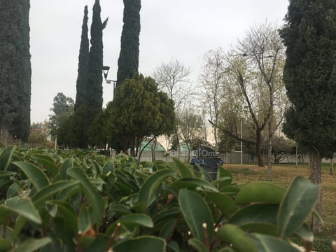 Existen más de 700 espacios catalogados como plazas, ubicados en el sector urbano de Torreón, la de mayor extensión es el bosque Venustiano Carranza.