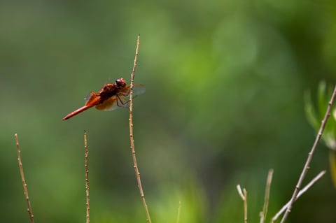 Una libélula se aferra a una planta cerca de las cataratas Darwin.
