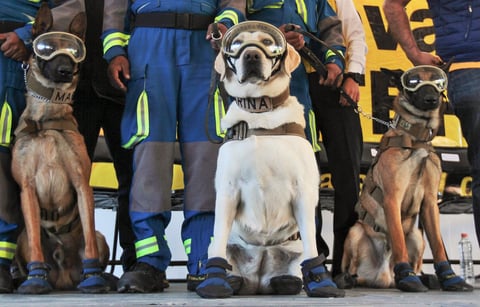 La Secretaría de Marina (Semar) anunció el retiro de la perrita rescatista 'Frida'.