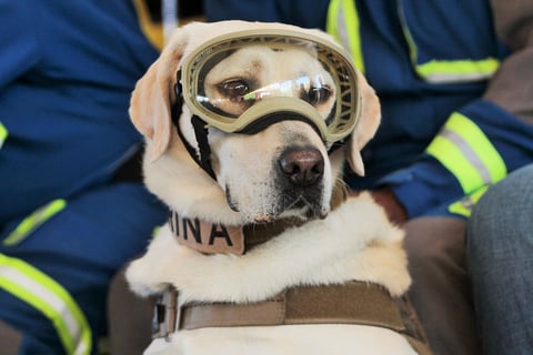Se jubiló en la Unidad Canina de la Secretaría de Marina Armada de México.